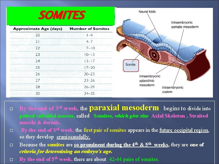 SOMITES By the end of 3 rd week, the paraxial mesoderm begins to divide