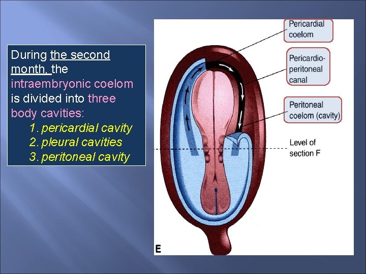 During the second month, the intraembryonic coelom is divided into three body cavities: 1.