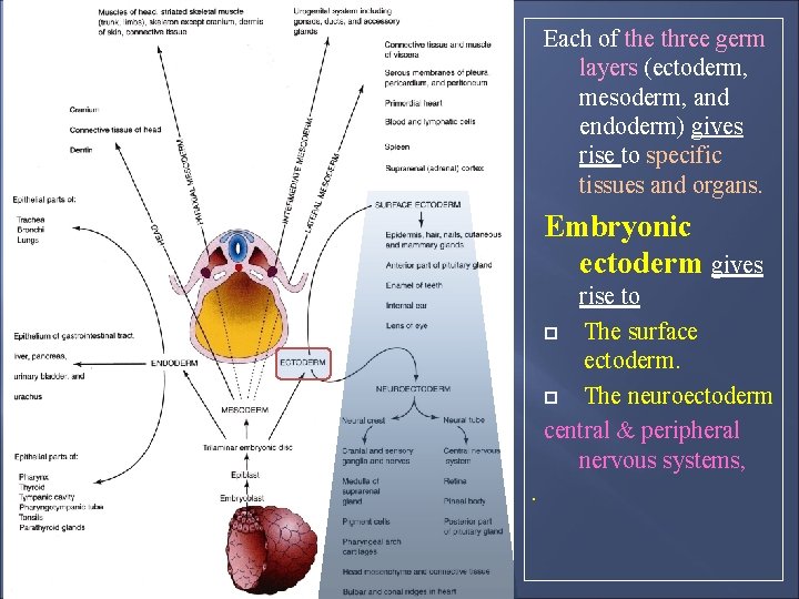 Each of the three germ layers (ectoderm, mesoderm, and endoderm) gives rise to specific