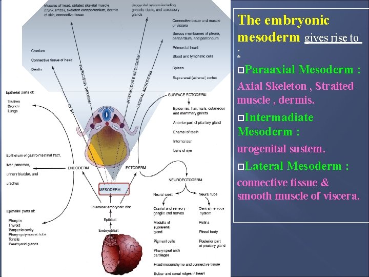 The embryonic mesoderm gives rise to : Paraaxial Mesoderm : Axial Skeleton , Straited