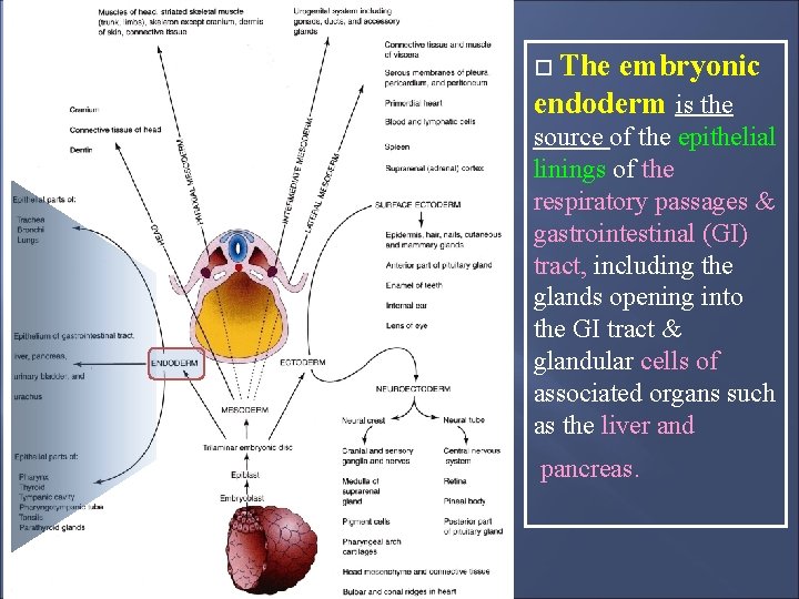 The embryonic endoderm is the source of the epithelial linings of the respiratory passages