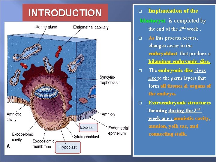 INTRODUCTION Implantation of the blastocyst is completed by the end of the 2 nd