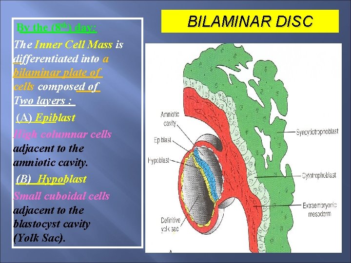 By the (8 th) day: The Inner Cell Mass is differentiated into a bilaminar