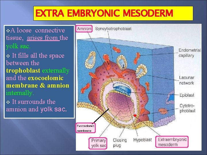 EXTRA EMBRYONIC MESODERM v. A loose connective tissue, arises from the yolk sac. v