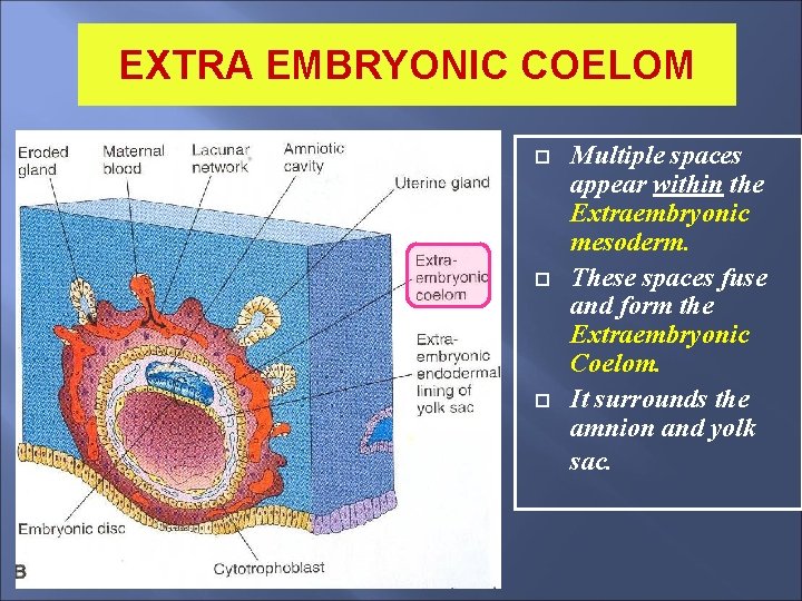 EXTRA EMBRYONIC COELOM Multiple spaces appear within the Extraembryonic mesoderm. These spaces fuse and