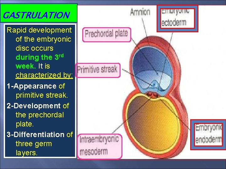 GASTRULATION Rapid development of the embryonic disc occurs during the 3 rd week. It