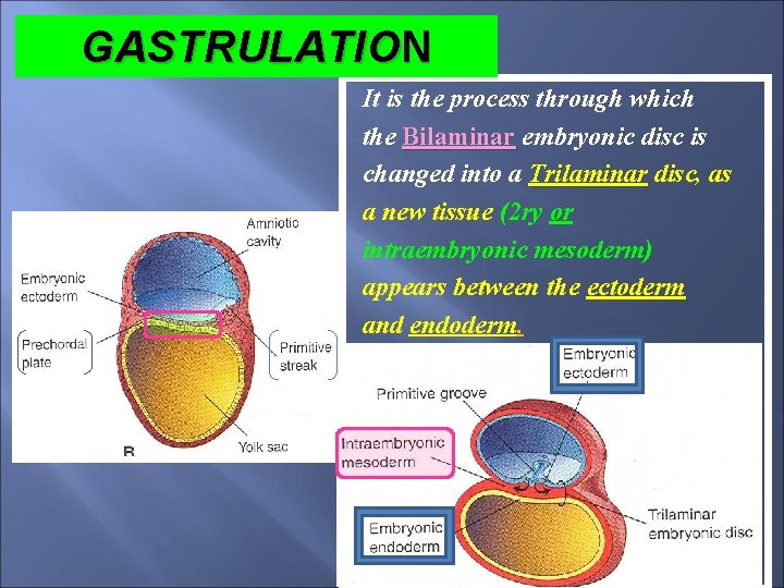 GASTRULATION It is the process through which the Bilaminar embryonic disc is changed into