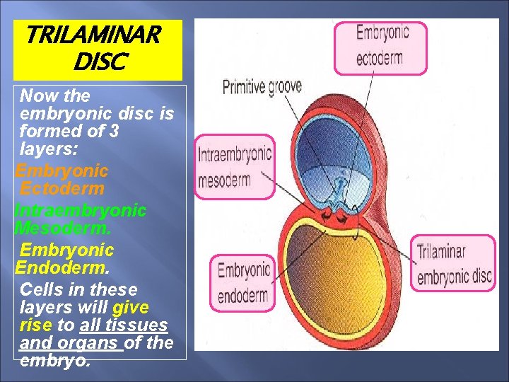 TRILAMINAR DISC Now the embryonic disc is formed of 3 layers: Embryonic Ectoderm Intraembryonic