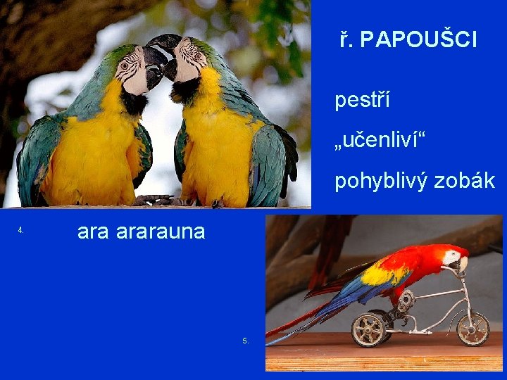 ř. PAPOUŠCI pestří „učenliví“ pohyblivý zobák 4. ararauna 5. 