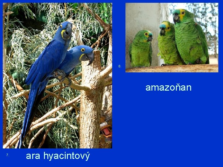 8. amazoňan 7. ara hyacintový 