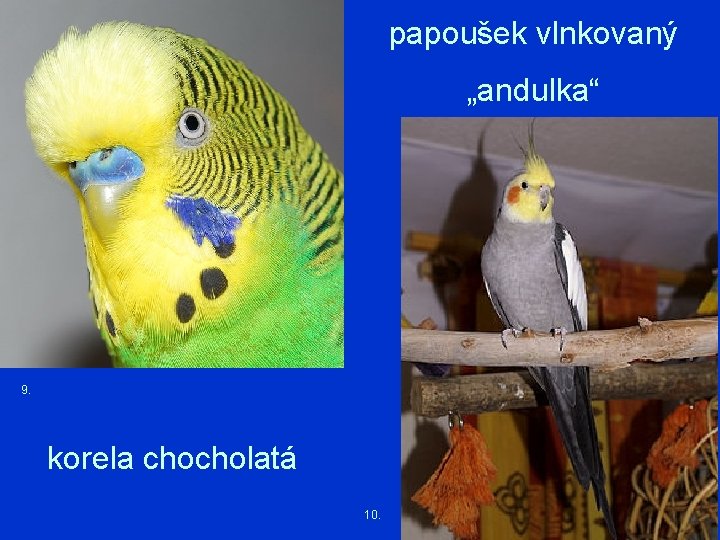 papoušek vlnkovaný „andulka“ 9. korela chocholatá 10. 