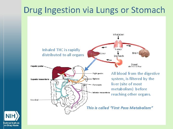 Drug Ingestion via Lungs or Stomach Inhaled THC is rapidly distributed to all organs