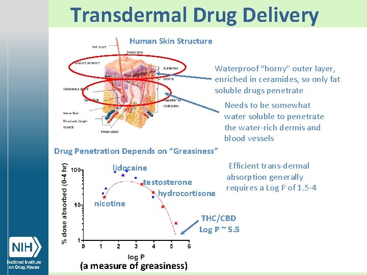 Transdermal Drug Delivery Human Skin Structure Waterproof “horny” outer layer, enriched in ceramides, so