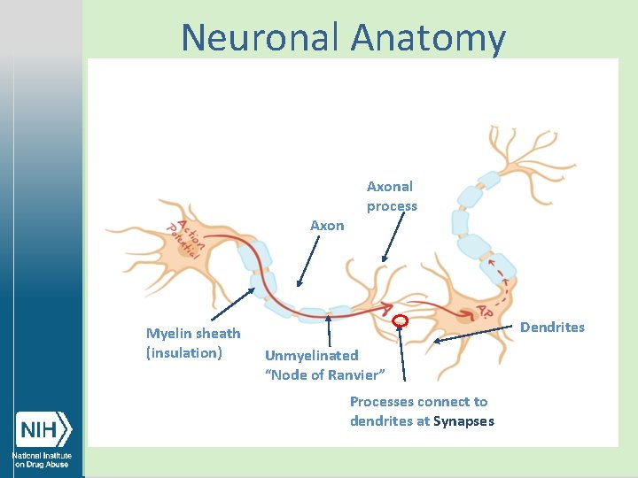 Neuronal Anatomy Axon Myelin sheath (insulation) Axonal process Dendrites Unmyelinated “Node of Ranvier” Processes