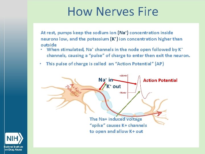 How Nerves Fire At rest, pumps keep the sodium ion (Na+) concentration inside neurons