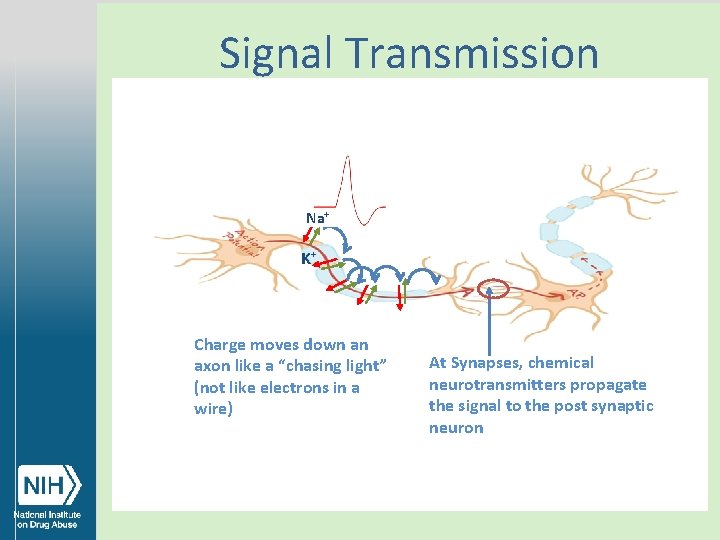 Signal Transmission Na+ K+ Charge moves down an axon like a “chasing light” (not