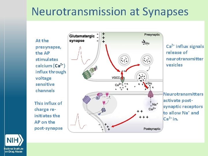 Neurotransmission at Synapses At the presynapse, the AP stimulates calcium (Ca 2+) influx through