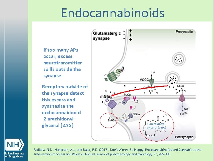 Endocannabinoids If too many APs occur, excess neurotransmitter spills outside the synapse Receptors outside