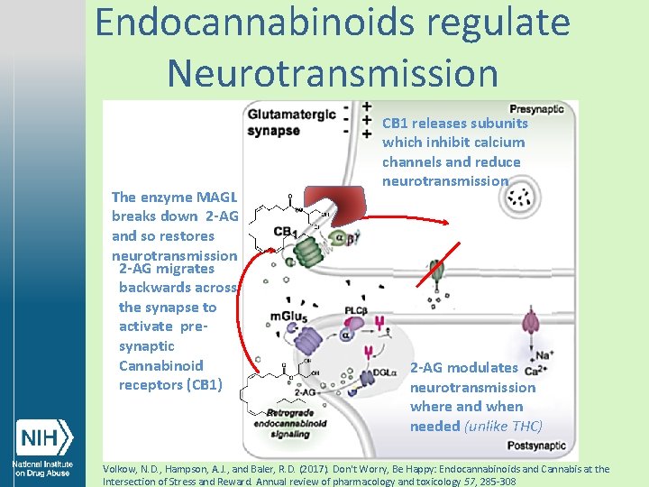 Endocannabinoids regulate Neurotransmission The enzyme MAGL breaks down 2 -AG and so restores neurotransmission