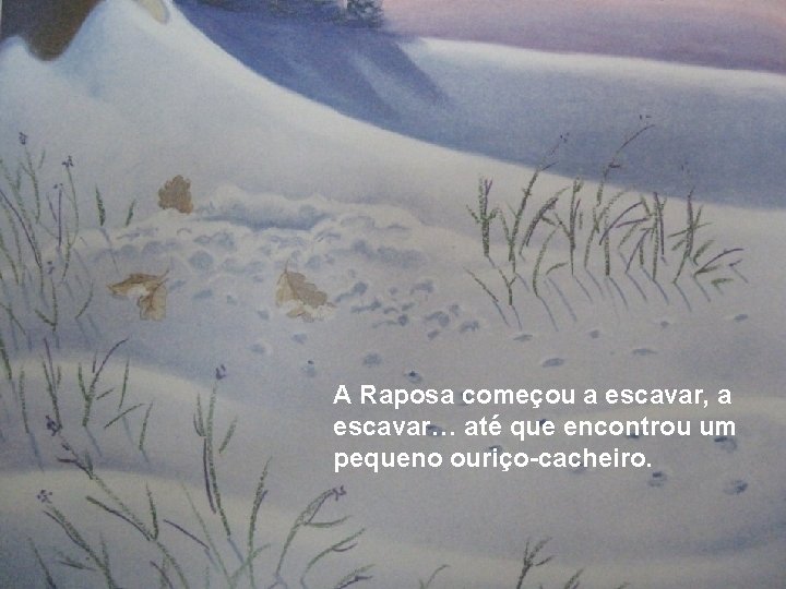 A Raposa começou a escavar, a escavar… até que encontrou um pequeno ouriço-cacheiro. 