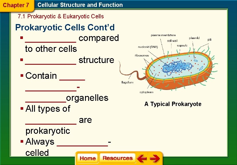 Chapter 7 Cellular Structure and Function 7. 1 Prokaryotic & Eukaryotic Cells Prokaryotic Cells