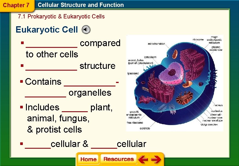 Chapter 7 Cellular Structure and Function 7. 1 Prokaryotic & Eukaryotic Cells Eukaryotic Cell