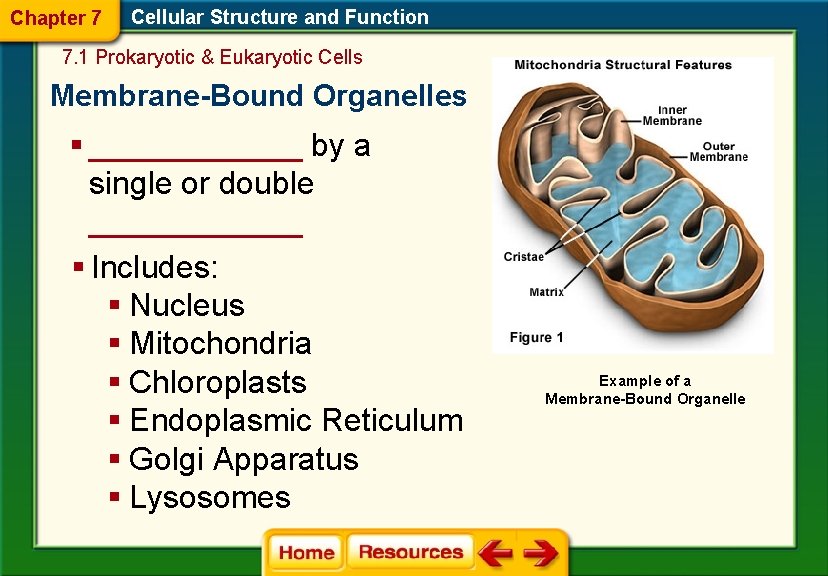 Chapter 7 Cellular Structure and Function 7. 1 Prokaryotic & Eukaryotic Cells Membrane-Bound Organelles