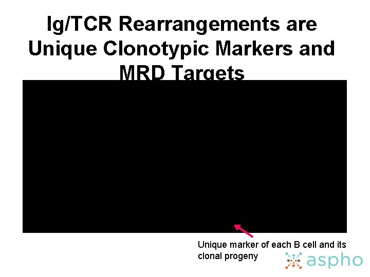 Ig/TCR Rearrangements are Unique Clonotypic Markers and MRD Targets Unique marker of each B
