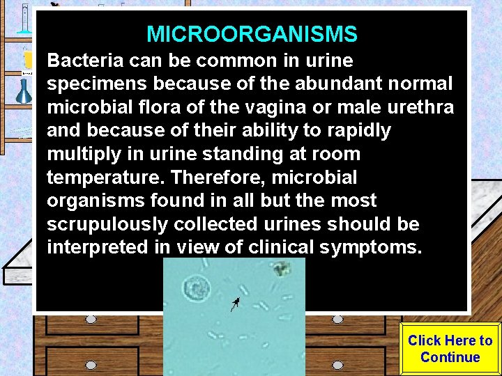 MICROORGANISMS Urine Sample Bacteria can be common in urine specimens because of the abundant