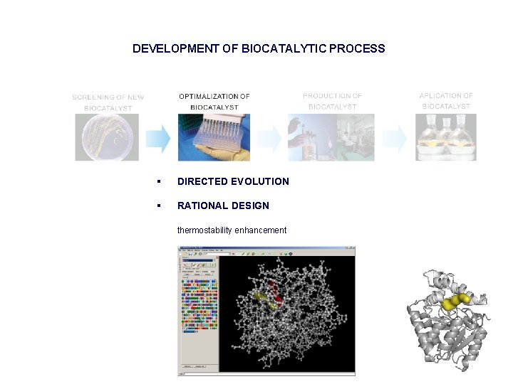 DEVELOPMENT OF BIOCATALYTIC PROCESS § DIRECTED EVOLUTION § RATIONAL DESIGN thermostability enhancement 