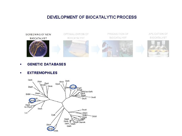 DEVELOPMENT OF BIOCATALYTIC PROCESS § GENETIC DATABASES § EXTREMOPHILES 