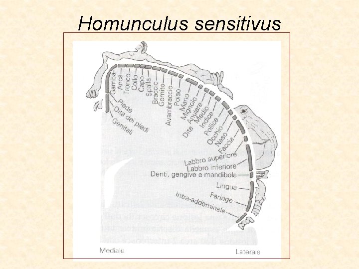 Homunculus sensitivus 