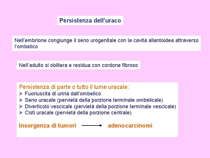 Persistenza dell’uraco Nell’embrione congiunge il seno urogenitale con la cavità allantoidea attraverso l’ombelico Nell’adulto