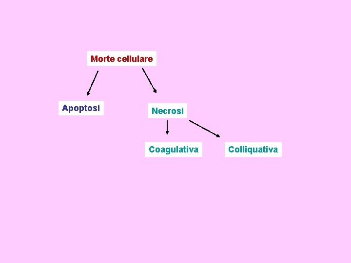 Morte cellulare Apoptosi Necrosi Coagulativa Colliquativa 