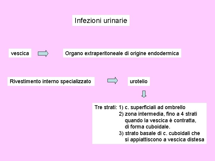 Infezioni urinarie vescica Organo extraperitoneale di origine endodermica Rivestimento interno specializzato urotelio Tre strati: