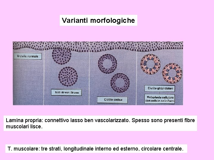 Varianti morfologiche Lamina propria: connettivo lasso ben vascolarizzato. Spesso sono presenti fibre muscolari lisce.