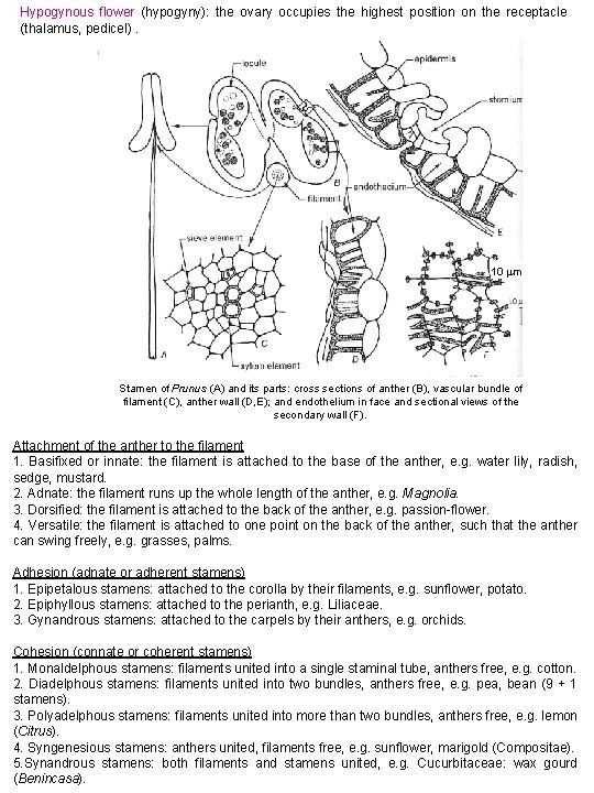 Hypogynous flower (hypogyny): the ovary occupies the highest position on the receptacle (thalamus, pedicel).