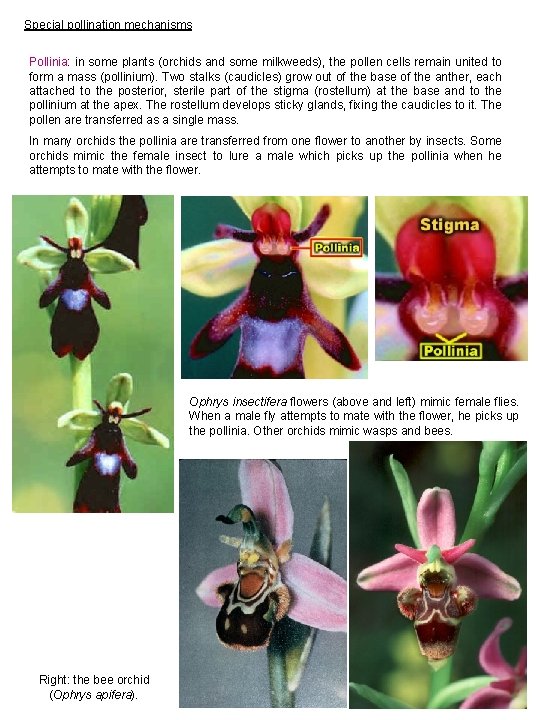 Special pollination mechanisms Pollinia: in some plants (orchids and some milkweeds), the pollen cells
