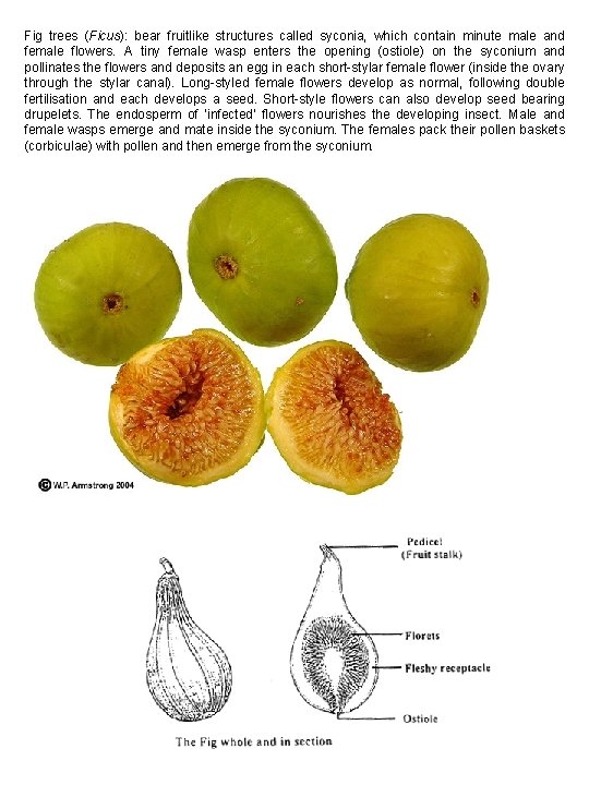 Fig trees (Ficus): bear fruitlike structures called syconia, which contain minute male and female