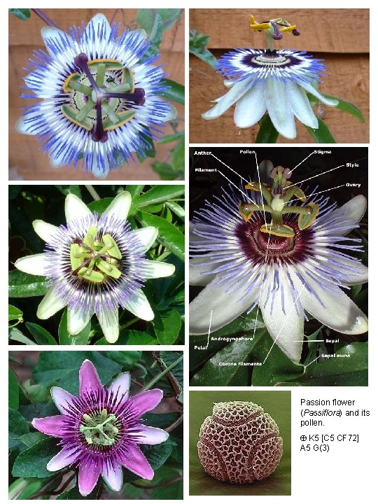 Passion flower (Passiflora) and its pollen. K 5 [C 5 CF 72] A 5