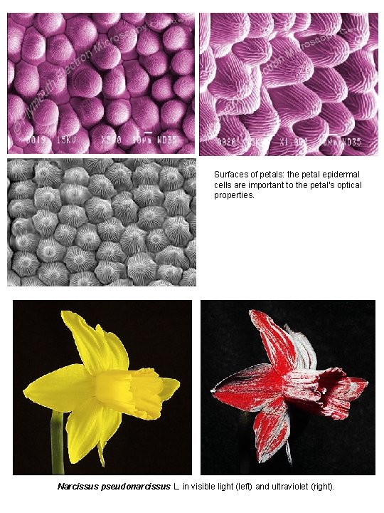 Surfaces of petals: the petal epidermal cells are important to the petal’s optical properties.