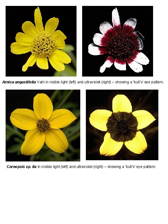 Arnica angustifolia Vahl in visible light (left) and ultraviolet (right) – showing a ‘bull’s’