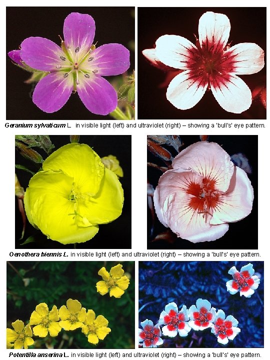 Geranium sylvaticum L. in visible light (left) and ultraviolet (right) – showing a ‘bull’s’