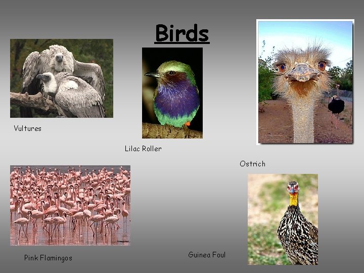 Birds Vultures Lilac Roller Ostrich Pink Flamingos Guinea Foul 