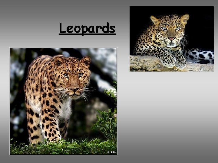 Leopards 