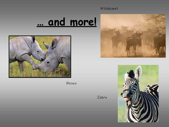 Wildebeest … and more! Rhinos Zebra 