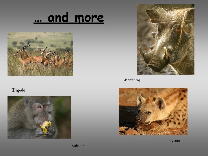… and more Warthog Impala Baboon Hyena 