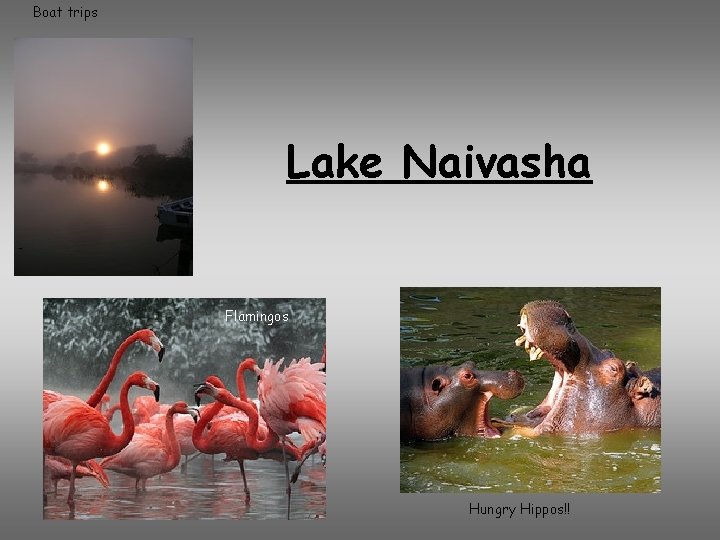 Boat trips Lake Naivasha Flamingos Hungry Hippos!! 