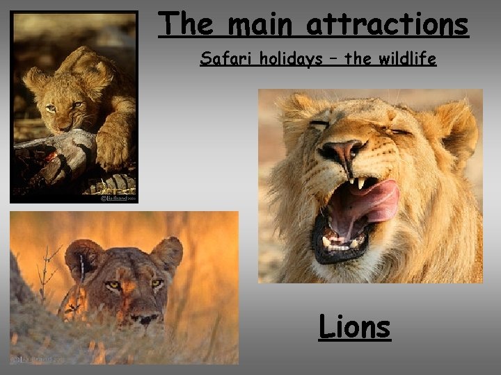 The main attractions Safari holidays – the wildlife Lions 