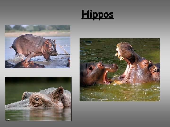 Hippos 
